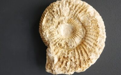 Orthosphinctes (Orthosphinctes) tizianiformis