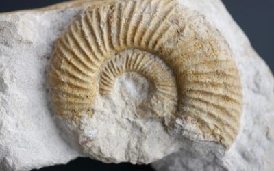 Orthosphinctes (Orthosphinctes) tizianiformis
