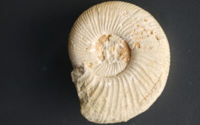 Orthosphinctes (Orthosphinctes) virgulatus