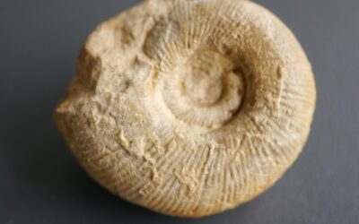 Orthosphinctes (Orthosphinctes) virgulatus
