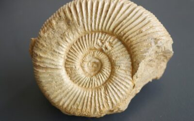 Perisphinctes (Dichotomosphinctes) wartae
