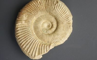 Perisphinctes (Dichtomosphinctes) elisabethae