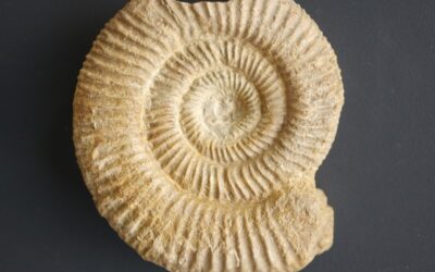 Perisphinctes (Perisphinctes) variocostatus