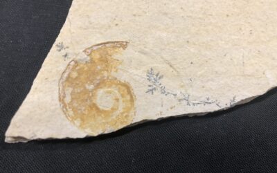 Physodoceras nattheimense
