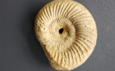 Properisphinctes bernensis