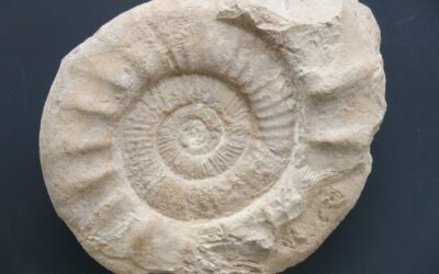 Pseudorthosphinctes girardoti