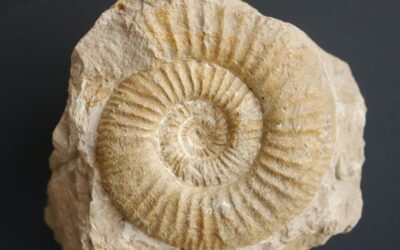 Pseudorthosphinctes gredingensis
