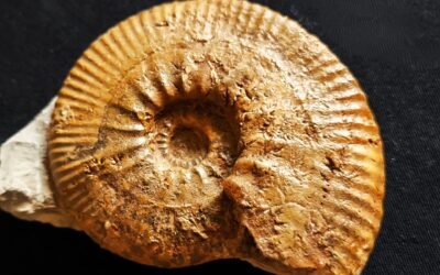 Rasenia (Eurasenia) gothica