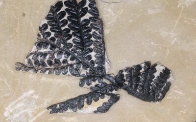 Samenfarn Cyadopteris jurensis