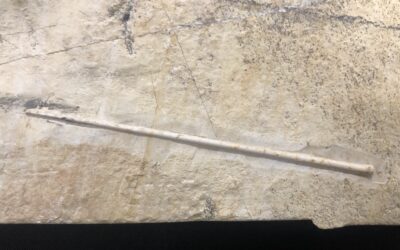 Seeigelstachel Polycidaris nusplingensis