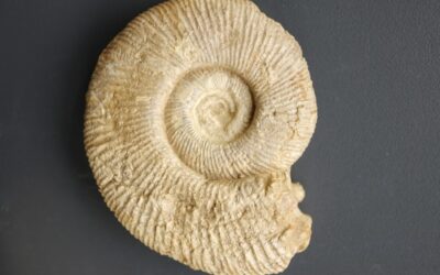 Subdiscosphinctes (Subdiscosphinctes) kreutzi