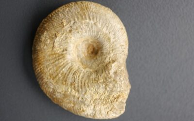 Subdiscosphinctes sp.