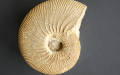 Subdiscosphinctes sp.?