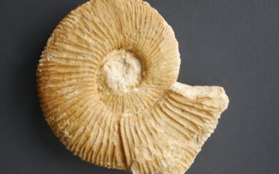 Subnebrodites sp.