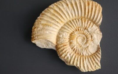 Subnebrodites cf. proteron