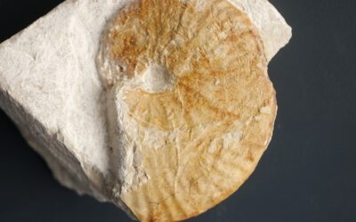 Taramelliceras (Metahaploceras) broilii