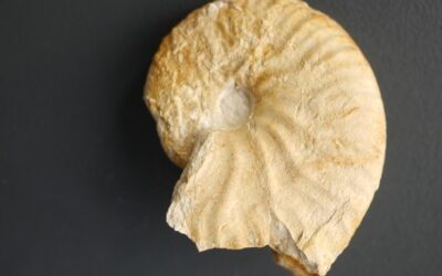 Taramelliceras (Metahaploceras) broilii