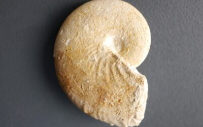 Taramelliceras (Metahaploceras) litocerum