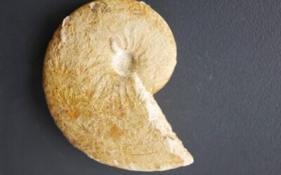 Taramelliceras (Metahaploceras) litocerum