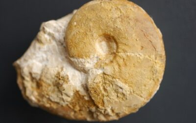 Taramelliceras (Metahaploceras) litocerum