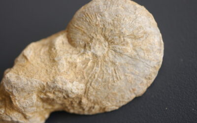 Taramelliceras (Proscaphites) bachianum
