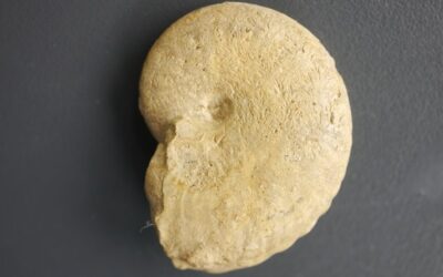 Taramelliceras (Proscaphites) lochense