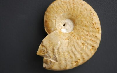 Taramelliceras (Taramelliceras) tenuinodosum