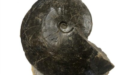 Oxycerites orbis