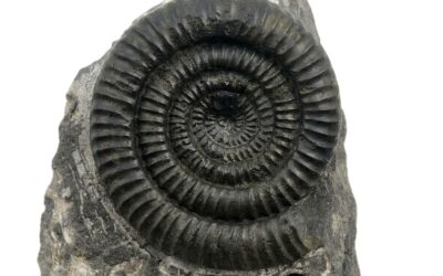 Coroniceras (Metophioceras) conybaeri