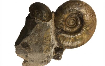 Asphinctites (Asphinctites) tenuiplicatus und Watttonthyris wuertembergica