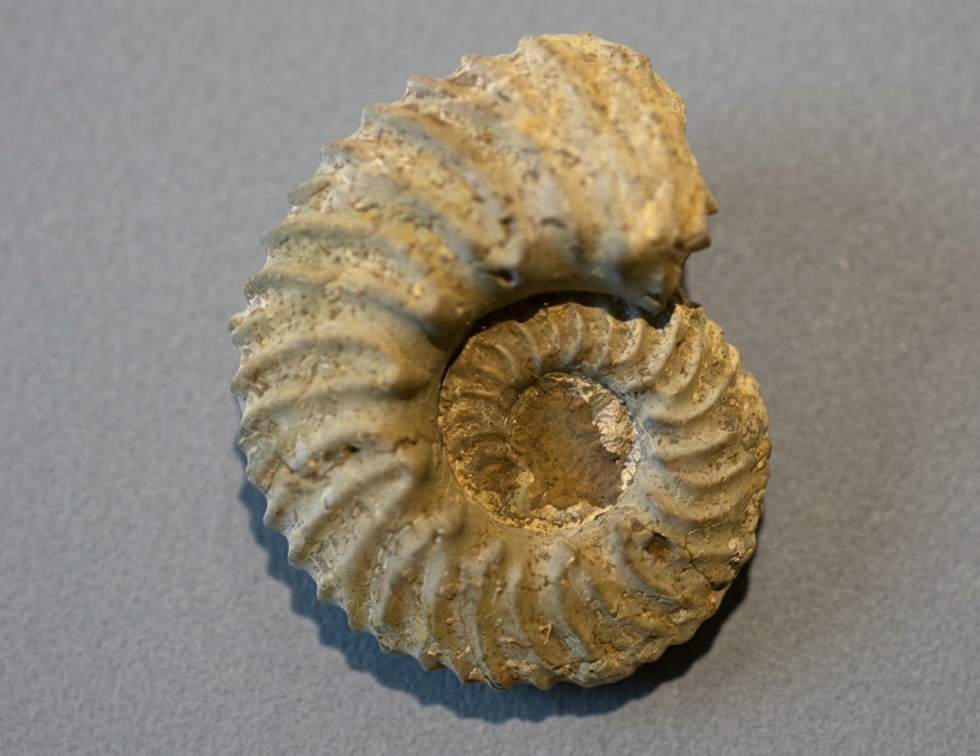 Gregoryceras-sp. vom Stoberg
